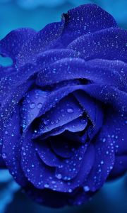 Preview wallpaper blue rose, bud, drops, flower