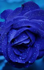 Preview wallpaper blue rose, bud, drops, flower