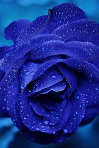 Preview wallpaper blue rose, bud, drops, flower