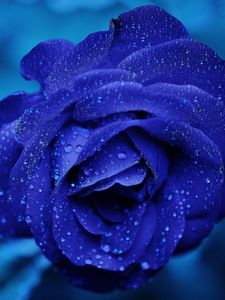 Preview wallpaper blue rose, bud, drops, flower