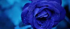 Preview wallpaper blue rose, bud, drops, flower