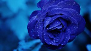 Preview wallpaper blue rose, bud, drops, flower