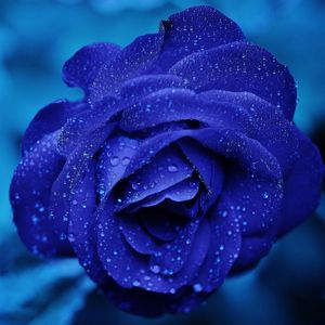 Preview wallpaper blue rose, bud, drops, flower