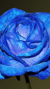 Preview wallpaper blue rose, rose, bud, petals
