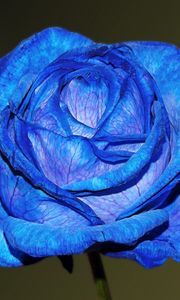 Preview wallpaper blue rose, rose, bud, petals