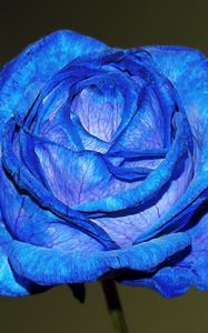 Preview wallpaper blue rose, rose, bud, petals