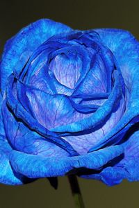 Preview wallpaper blue rose, rose, bud, petals