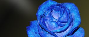 Preview wallpaper blue rose, rose, bud, petals