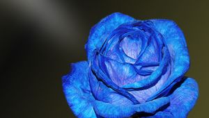 Preview wallpaper blue rose, rose, bud, petals