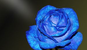 Preview wallpaper blue rose, rose, bud, petals