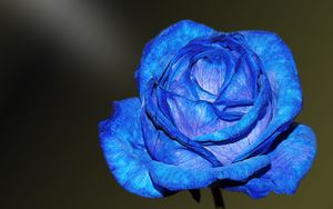 Preview wallpaper blue rose, rose, bud, petals