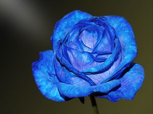 Preview wallpaper blue rose, rose, bud, petals