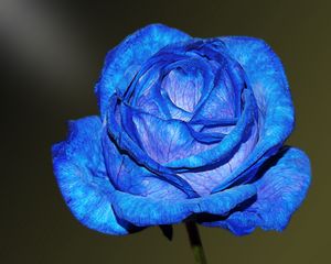 Preview wallpaper blue rose, rose, bud, petals