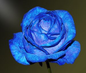 Preview wallpaper blue rose, rose, bud, petals