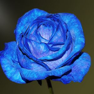 Preview wallpaper blue rose, rose, bud, petals