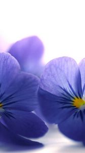 Preview wallpaper blue viola, flowers, petals, close-up