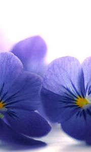 Preview wallpaper blue viola, flowers, petals, close-up