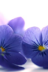 Preview wallpaper blue viola, flowers, petals, close-up