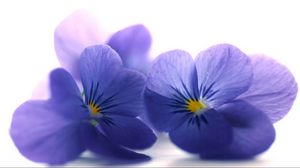 Preview wallpaper blue viola, flowers, petals, close-up