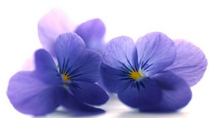 Preview wallpaper blue viola, flowers, petals, close-up