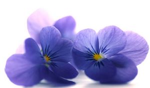 Preview wallpaper blue viola, flowers, petals, close-up