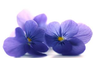 Preview wallpaper blue viola, flowers, petals, close-up