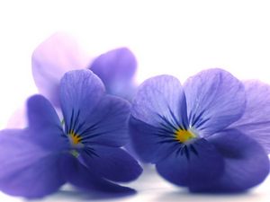 Preview wallpaper blue viola, flowers, petals, close-up