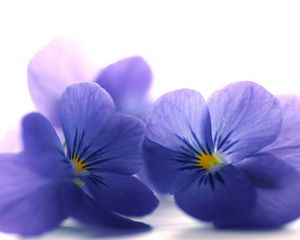 Preview wallpaper blue viola, flowers, petals, close-up