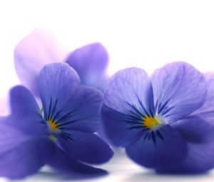 Preview wallpaper blue viola, flowers, petals, close-up