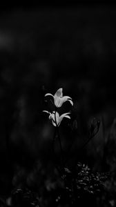 Preview wallpaper bluebell, flowers, plants, macro, bw