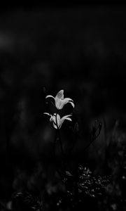 Preview wallpaper bluebell, flowers, plants, macro, bw