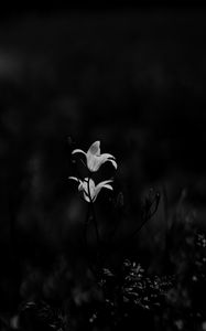 Preview wallpaper bluebell, flowers, plants, macro, bw