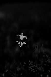 Preview wallpaper bluebell, flowers, plants, macro, bw