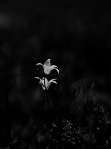 Preview wallpaper bluebell, flowers, plants, macro, bw