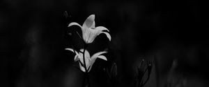 Preview wallpaper bluebell, flowers, plants, macro, bw