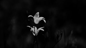 Preview wallpaper bluebell, flowers, plants, macro, bw