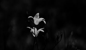 Preview wallpaper bluebell, flowers, plants, macro, bw