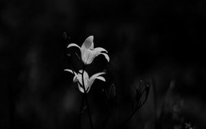 Preview wallpaper bluebell, flowers, plants, macro, bw