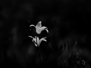 Preview wallpaper bluebell, flowers, plants, macro, bw