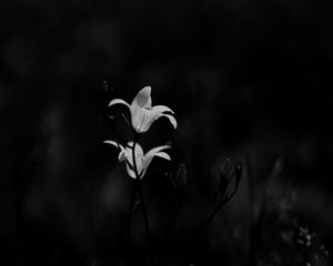 Preview wallpaper bluebell, flowers, plants, macro, bw