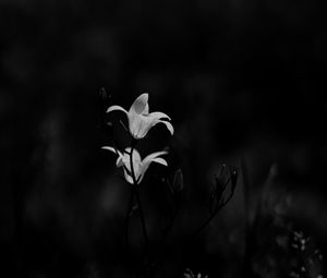 Preview wallpaper bluebell, flowers, plants, macro, bw