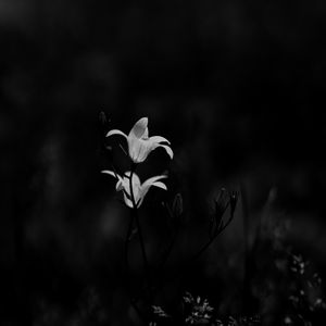 Preview wallpaper bluebell, flowers, plants, macro, bw