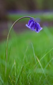 Preview wallpaper bluebells, flowers, field, blur, grass