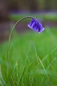 Preview wallpaper bluebells, flowers, field, blur, grass