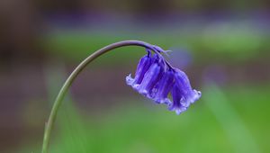 Preview wallpaper bluebells, flowers, field, blur, grass