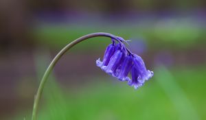 Preview wallpaper bluebells, flowers, field, blur, grass