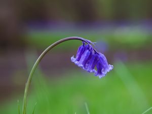 Preview wallpaper bluebells, flowers, field, blur, grass