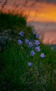 Preview wallpaper bluebells, wildflowers, summer, grass