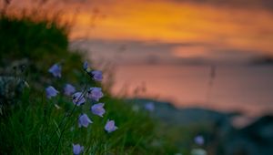 Preview wallpaper bluebells, wildflowers, summer, grass