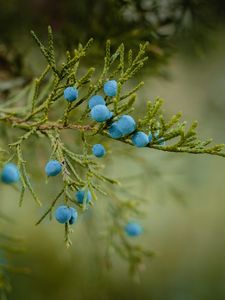 Preview wallpaper blueberries, berries, branch, ripe